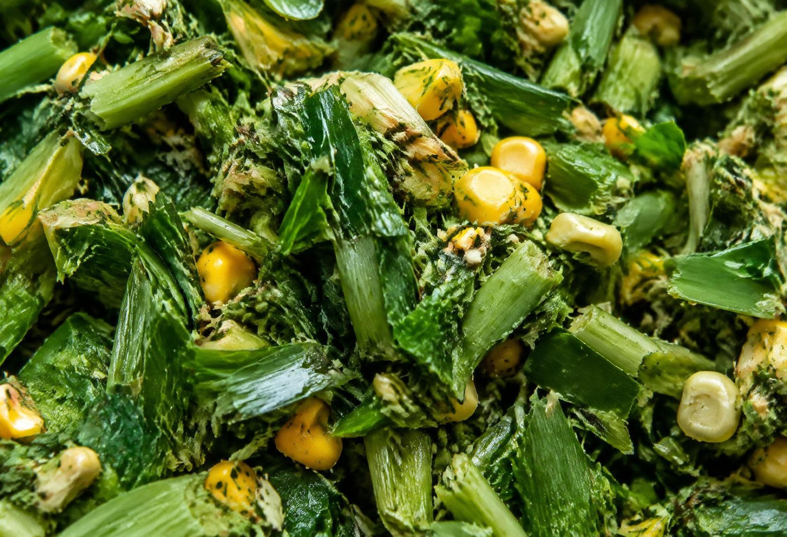 Close-up of freshly chopped corn silage with kernels